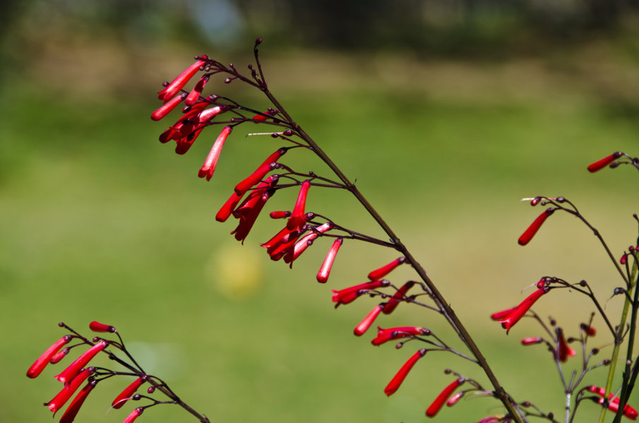Campanitas - Windhoek - Namibia